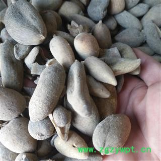 安祁名药正品五倍子  优质统货图2