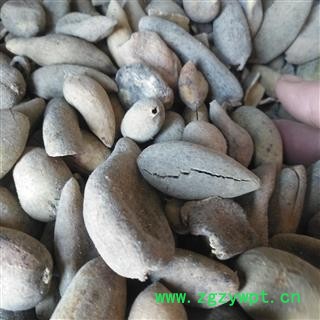 安祁名药正品五倍子  优质统货图3