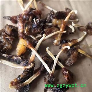 安祁名药中药材羊鞭 貂鞭 另有狗鞭蛇鞭图2