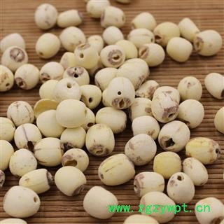 莲子@【华美中药】中药材批发供应【去芯白莲子】图3