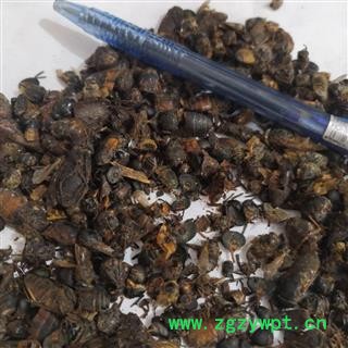 安祁名药虻虫 牛虻虫 统货 选货多种规格图2