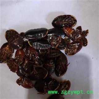 安祁名药正品土鳖虫 金边土鳖  东方片蠊 金边土元图3