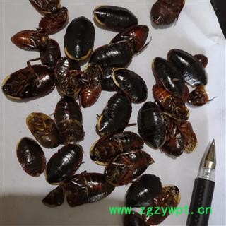 安祁名药正品土鳖虫 金边土鳖  东方片蠊 金边土元图2