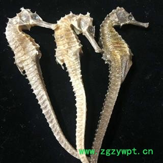 安祁名药正品海马 3克 清水选货图2