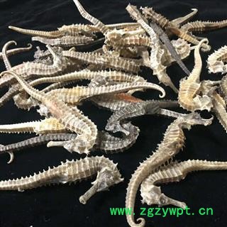 安祁名药正品海马 3克 清水选货图4