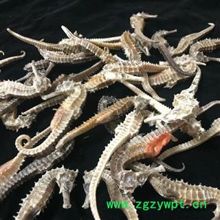 安祁名药正品海马 3克 清水选货图3