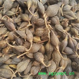 连翘 青翘水煮（汽蒸）统货 产地 山西省图2