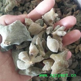 【新货天然】秦岭五倍子百虫仓日晒无硫500g图2