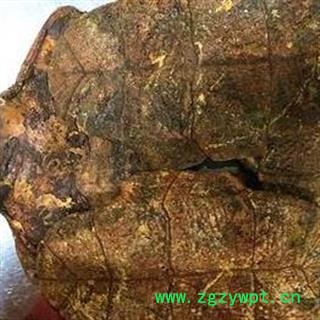 旱龟板 龟板专营！！ 制龟板 包药检！工艺地道 产地直销 一手货源 产地 湖北省图2