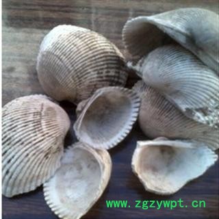 瓦楞子 统 产地 浙江省宁波市市辖区图2