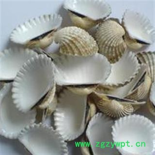 瓦楞子 统 产地 浙江省宁波市市辖区图3