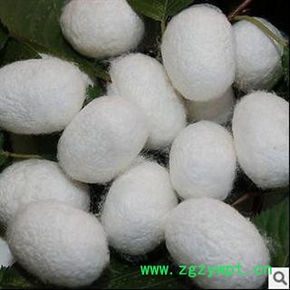 蚕茧 优 产地 浙江省绍兴市绍兴县  双鹏药材行 可提供打粉图2