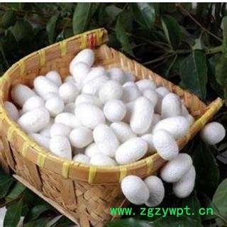 蚕茧 优 产地 浙江省绍兴市绍兴县  双鹏药材行 可提供打粉图3