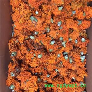 诺源中药材优质万寿菊  黄花干花图2