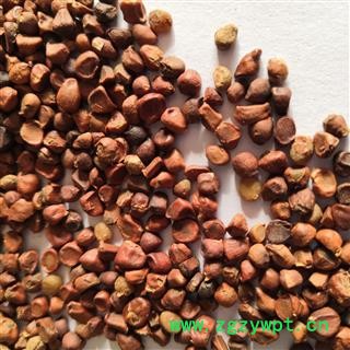 诺源药材行营实  蔷薇子图2