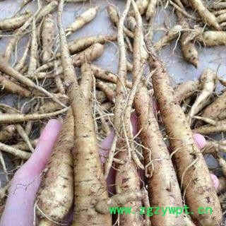 五指山参叶 五指山参 山芙蓉 野芙蓉 价格电话谈 华安堂图4