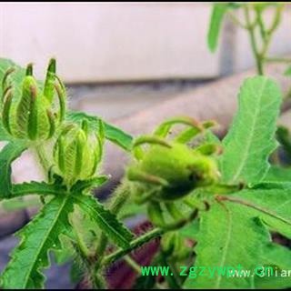 五指山参叶 五指山参 山芙蓉 野芙蓉 价格电话谈 华安堂图2