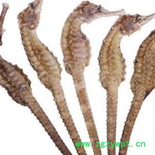 海马 海马中条 产地 山东省安国市场批发零售大全图2