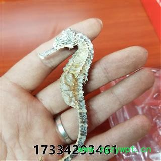 海马 1-2g 清水足干图4