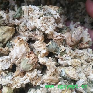 安祁名药新货木槿花 灯盏花 白木槿 白玉花图2