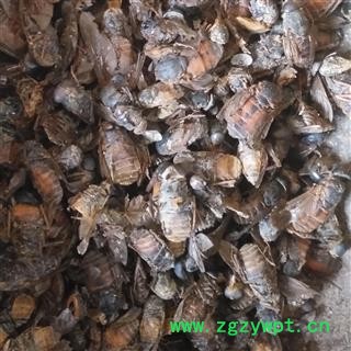 诺源药材行中药材牛虻  牛虻虫图2