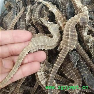 诺源药材行优质海马  小海马可搭配海龙 海星图2