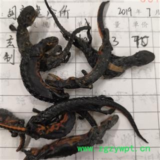 诺源药材行中药材羌活鱼 娃娃鱼  杉木鱼图2