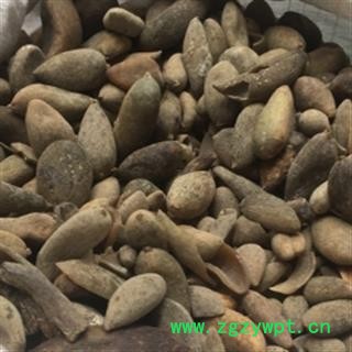 诺源中药材正品五倍子 百虫仓  百药煎图2