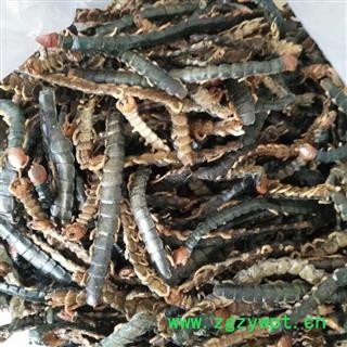 安祁名药优质蜈蚣 蜈蚣皮 湖北襄阳图2