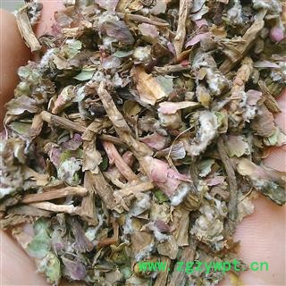 款冬花 款冬花药用 产地 甘肃省图3