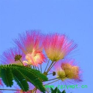 合欢花 统 产地 安徽省铜陵市狮子山区 大货批发价图2