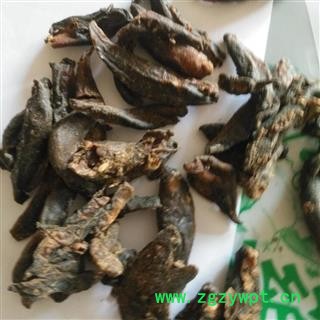 安祁名药正品蛞蝓  鼻涕虫   蛞蜗图2