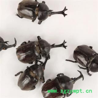 安祁名药中药材蜣螂 独角蜣螂图2