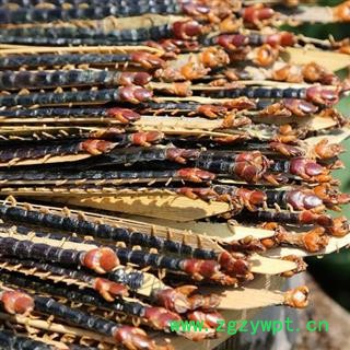 中药材蜈蚣干 千足虫 山无硫晒干图4