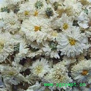 小丽百草行菊花 太阳菊 太阳花图2