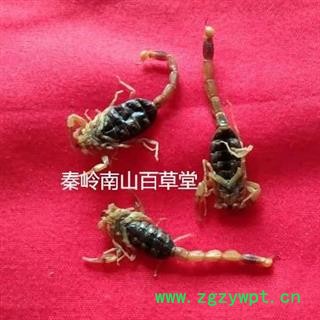 【精品全蝎】中药材陕西秦岭全蝎无损坏 手工精选 日晒无硫50g图2