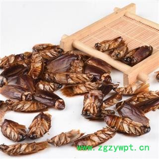 蟑螂 秦岭产 日晒无硫500g图2