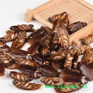 蟑螂 秦岭产 日晒无硫500g图3