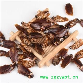 蟑螂 秦岭产 日晒无硫500g图4