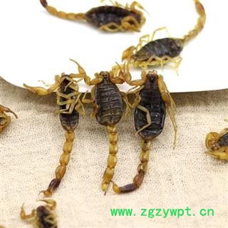 蝎子干 秦岭优质全蝎 清水蝎子 手工分拣无硫100g图4