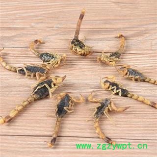 蝎子干 秦岭优质全蝎 清水蝎子 手工分拣无硫100g图2