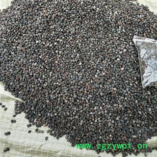 小丽百草行入地老鼠  紫茉莉根花子白花参子非鸦胆子图3