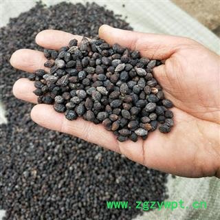 小丽百草行入地老鼠  紫茉莉根花子白花参子非鸦胆子图2