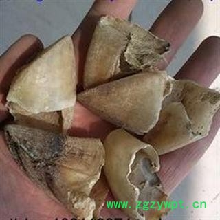 猪蹄甲 选 优 产地 安徽省亳州市谯城区图2