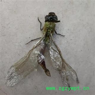 瑞森药材行蜻蜓 绿蜻蜓大个完整实物拍照今年新货图3