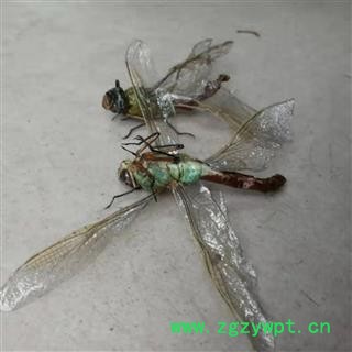 瑞森药材行蜻蜓 绿蜻蜓大个完整实物拍照今年新货图4