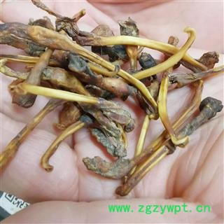 瑞森药材行貂鞭 干貂鞭另有牛鞭新货产地货源量大从优图2