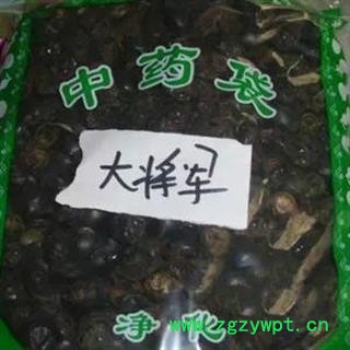 诺源药材行中药材大将军 屎壳郎 推粪虫图2