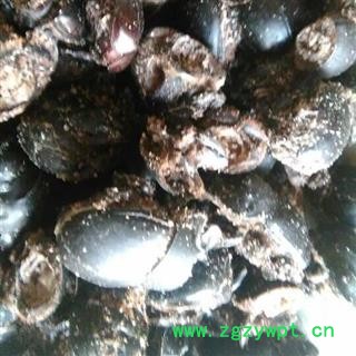 诺源药材行中药材大将军 屎壳郎 推粪虫图3