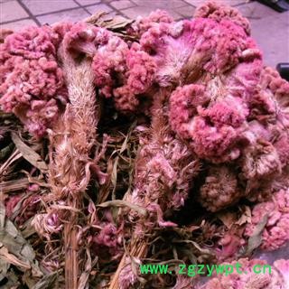 红鸡冠花 精品 产地 四川省成都市双流县图4